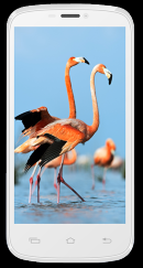 Celkon A119 signature Hd